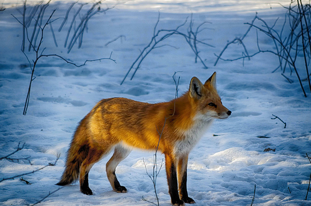 renard 2